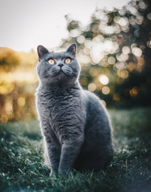 A gray British cat with bright yellow eyes sitting on the grass with a blurred natural background