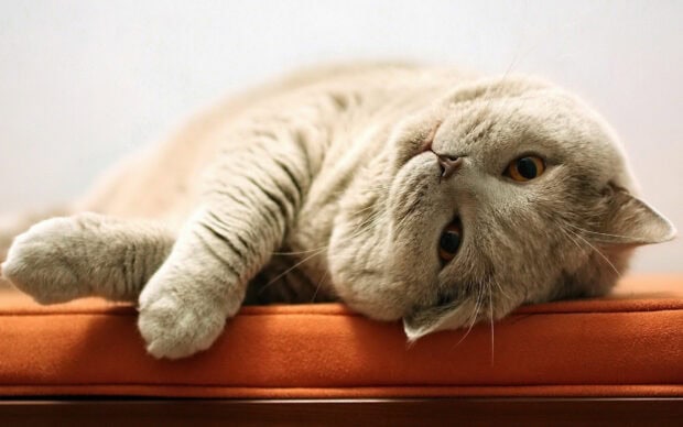 A British cat with plush fur lies comfortably on an orange cushion looking relaxed