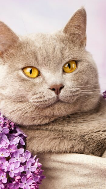 A close up of a British cat with golden eyes resting beside vibrant purple flowers