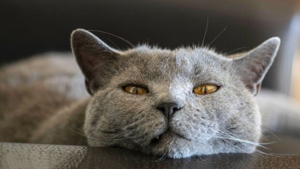 A close up of a British cat resting with golden eyes and gray fur on a soft surface