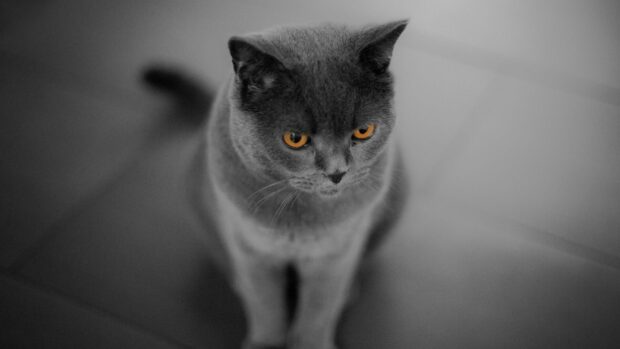 A British cat with striking amber eyes sits on a tiled floor in this high quality wallpaper