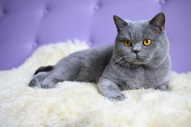 A gray British cat with amber eyes resting on a fluffy white blanket against a purple background