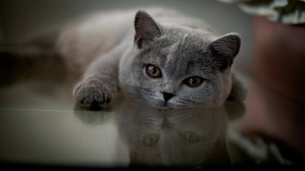British cat lying on a reflective surface with a relaxed expression in this high quality wallpaper