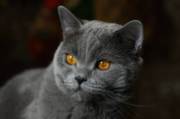 Close up of a British cat with striking amber eyes and gray fur in soft light