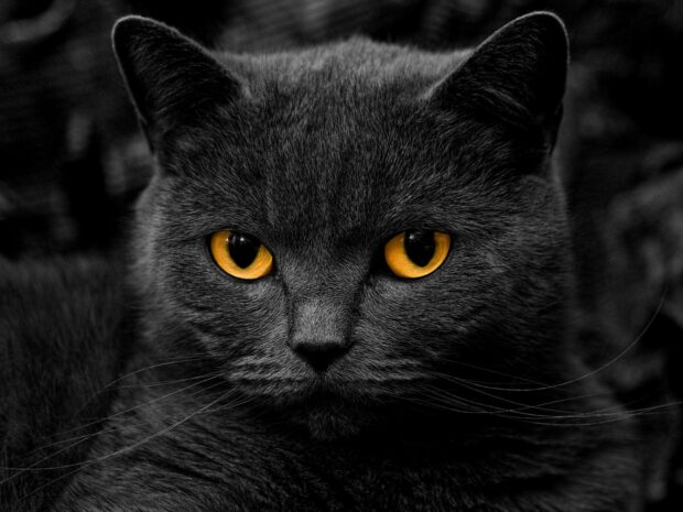 Close up of a British cat with striking yellow eyes and dark gray fur in this wallpaper