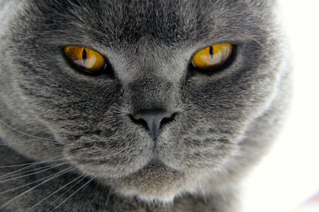 Close up of a British cat's face showing its gray fur and striking amber eyes