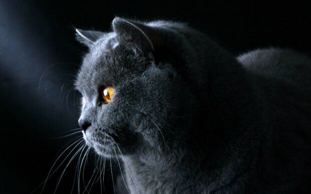 A close up side profile of a gray British cat with amber eyes in dark lighting