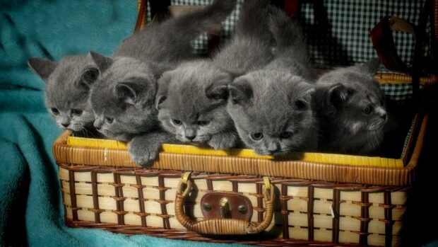 Five adorable British kittens peeking out of a wicker basket on a blue blanket background