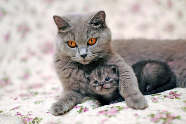 A British cat with bright orange eyes cuddles a small kitten on a floral blanket