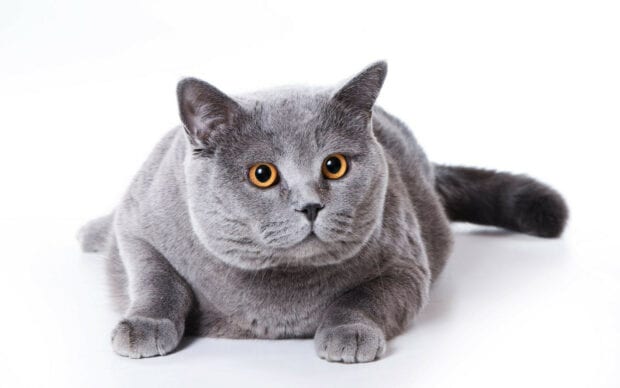 A British cat with striking orange eyes lies calmly on a white background