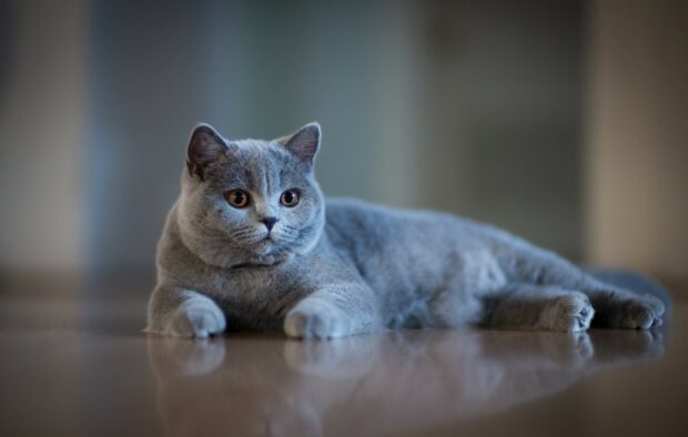 A British Shorthair cat with blue gray fur lying on a reflective surface indoors