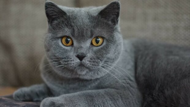 A close up of a British cat with grey fur and striking amber eyes lying on a soft surface