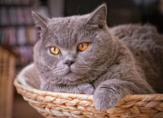 A close up of a British cat with orange eyes resting in a woven basket indoors