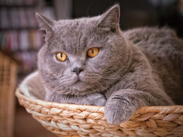A close up of a British cat with orange eyes resting in a woven basket indoors