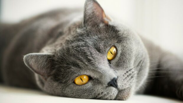 A close up of a British cat with striking yellow eyes resting on a white surface
