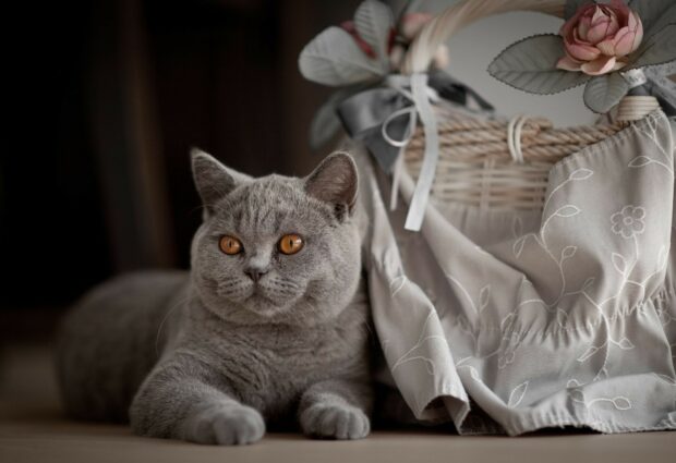 A British cat with amber eyes rests beside a decorative basket and fabric