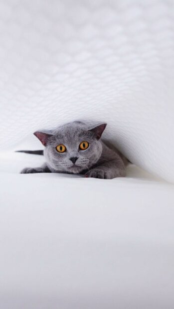 A British cat with striking amber eyes peeks out from under a white quilt in this high quality wallpaper