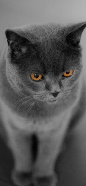 Close up of a British cat with striking orange eyes in black and white