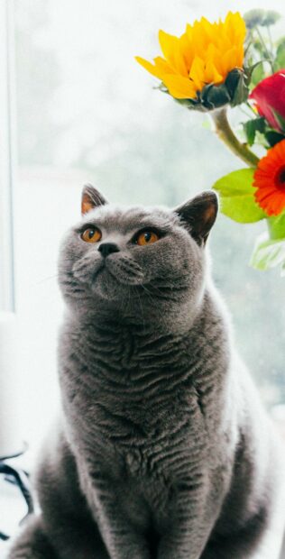 A British cat with amber eyes sitting near a window next to vibrant sunflowers and other flowers