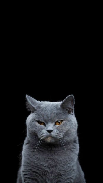 A close up of a British cat with gray fur and amber eyes against a black background