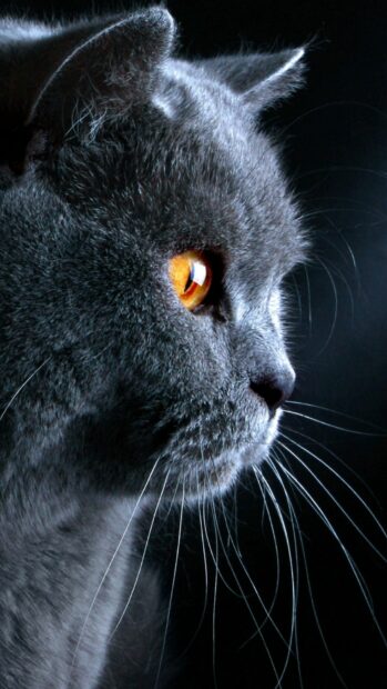 A close up side view of a British cat with bright orange eyes against a dark background