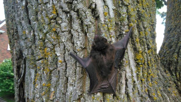 A brown bat clings to rough tree bark covered with moss in daylight, 4K Desktop Wallpaper