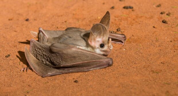 A bat resting on red sandy ground with large ears, HD Desktop Wallpaper