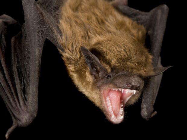A brown bat with sharp teeth open its mouth wide, HD Desktop Wallpaper