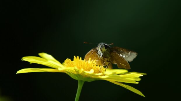 A brown moth feeding on a yellow flower with a dark background in this moth wallpapers, 4K Desktop Wallpaper