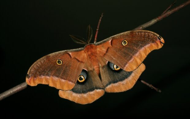 A detailed moth with eye like patterns on wings, 2K Desktop Wallpaper