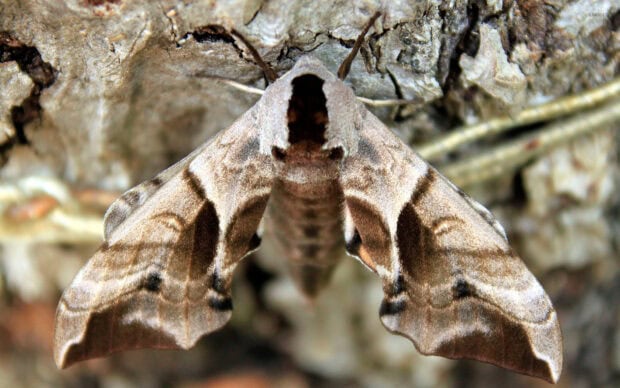 A close up of moth wallpapers showcasing natural camouflage, HD Desktop Wallpaper