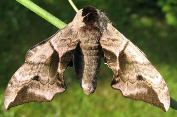 A close up of moth wallpapers, 2K Desktop Wallpaper