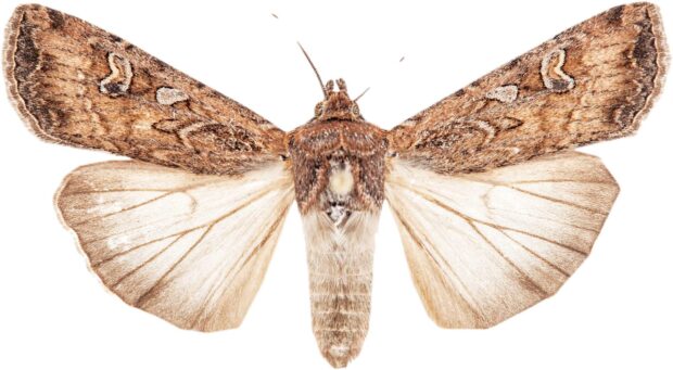 A brown moth with its wings fully spread shows detailed patterns and textures, HD Desktop Wallpaper