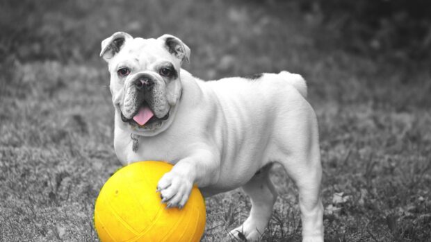 A bulldog is playing with a yellow ball on the grass in this dog sports scene, 4K Desktop Wallpaper