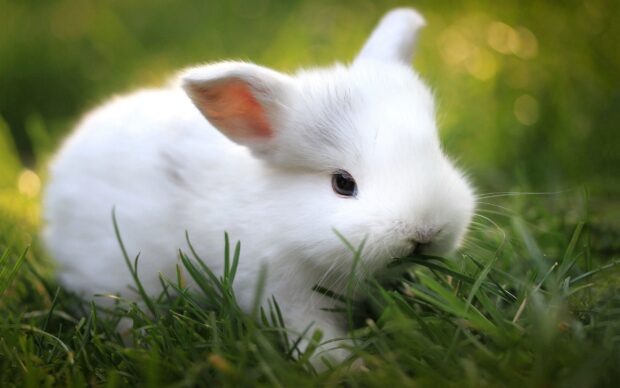 A cute bunny sitting on green grass enjoying nature outdoors