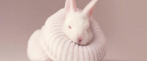 A small bunny resting inside a soft knitted scarf in a cozy setting