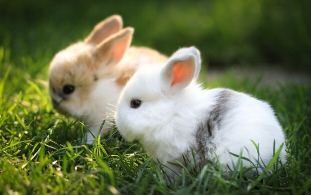 Two adorable bunny animals resting on green grass in soft sunlight