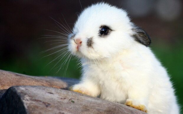 A fluffy white bunny with dark ears sitting on wooden logs in a natural setting