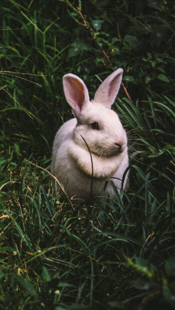 White bunny sitting in tall green grass in a natural environment