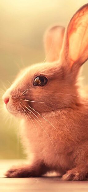 A close up of a rabbit showing soft fur and long whiskers in warm light