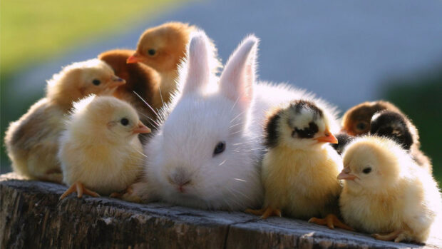 A white bunny sitting peacefully among yellow chicks on a wooden surface in natural light