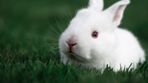 A white bunny resting on green grass with clear focus on the bunny's face and ears