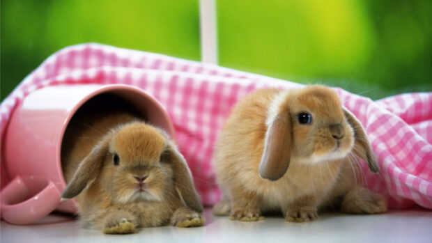 Two brown bunny resting on a white surface with a pink cup and checkered cloth nearby