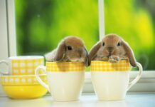 Two bunny rabbits sitting inside yellow checkered coffee mugs on a window sill