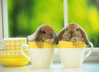 Two bunny rabbits sitting inside yellow checkered coffee mugs on a window sill