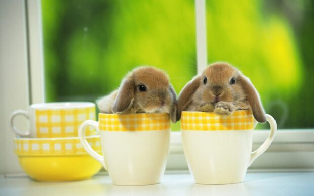 Two bunny rabbits sitting inside yellow checkered coffee mugs on a window sill