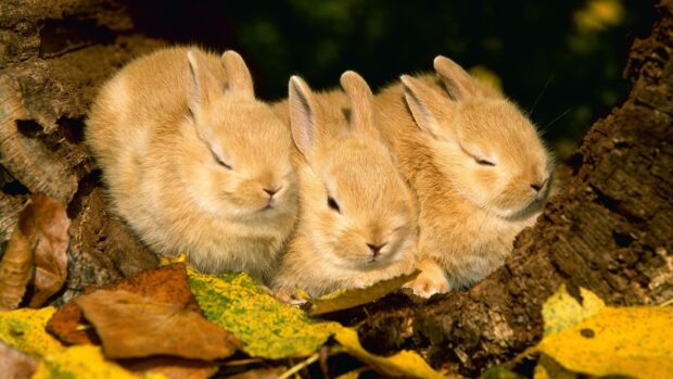 Three baby bunny resting among autumn leaves and tree bark with soft fur