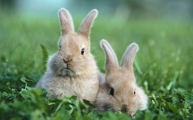 Two adorable baby rabbits sitting closely on green grass in natural environment