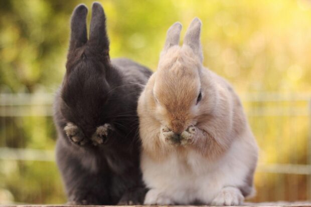 Two adorable bunnies cleaning their faces in a natural outdoor setting