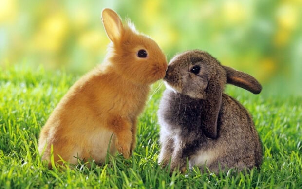 Two bunny sitting on grass showing gentle affection in a sunny outdoor setting